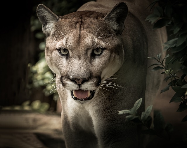 krásná puma
